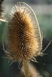Prickly