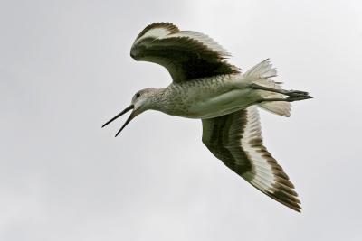 Willet