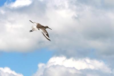 Willet 2