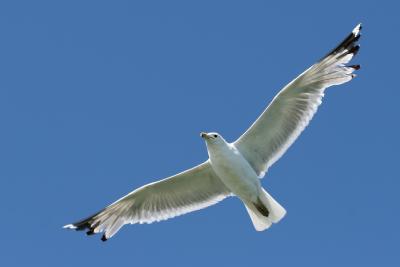 Gull 2