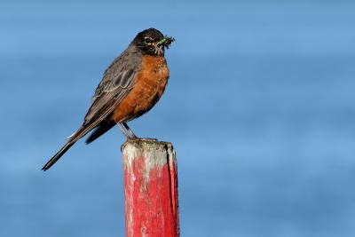 Robin with Lunch