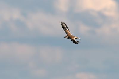 Flying 2