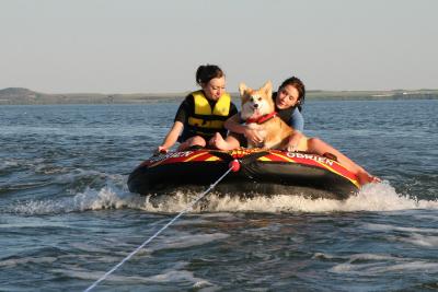 Daredevil Pooch
