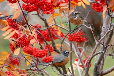Three On The Tree