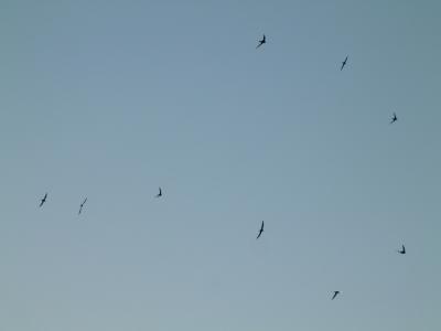 hirondelles - swallows