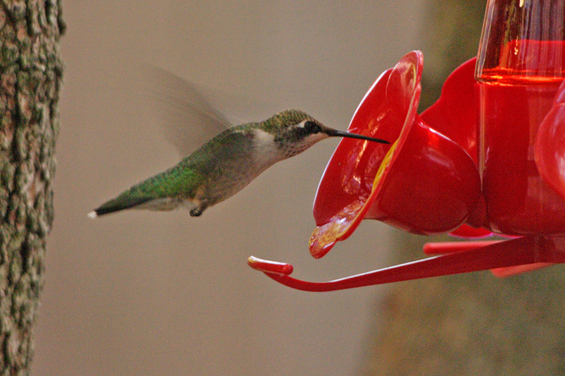 ruby-throated hummingtbird 001.jpg
