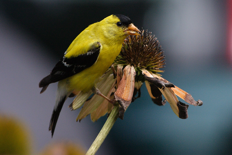 goldfinch 058.jpg