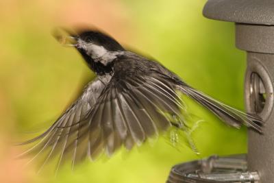 chickadee 040.jpg