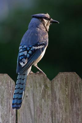 blue jay 016.jpg