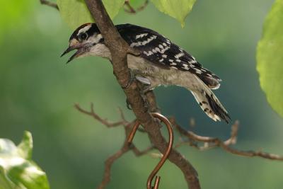 downy woodpecker 025.jpg