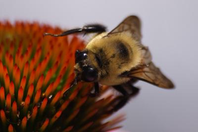 bumblebee 001.jpg