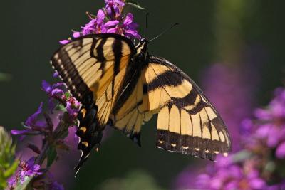 eastern tiger swallowtail 002.jpg