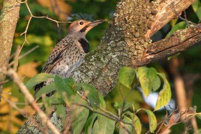 northern flicker 002.jpg