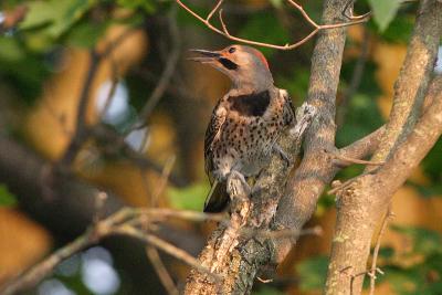 northern flicker 003.jpg