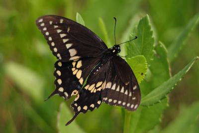 black swallowtail 001.jpg