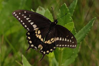 black swallowtail 002.jpg