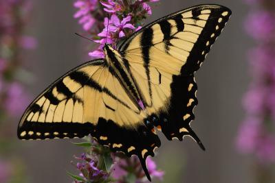 eastern tiger swallowtail 003.jpg