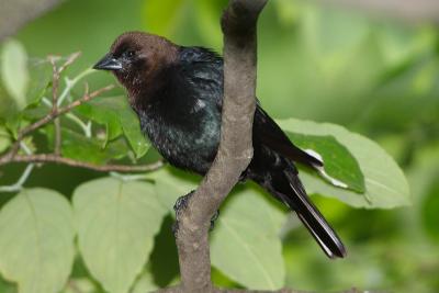 brown-headed cowbird 001.jpg