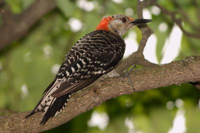 red-bellied woodpecker 005.jpg