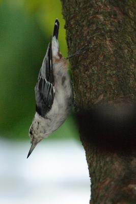 white-breasted nuthatch 020.jpg
