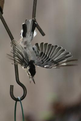 white-breasted nuthatch 021.jpg