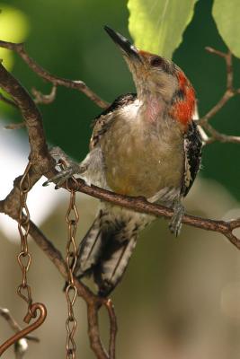 red-bellied woodpecker 007.jpg