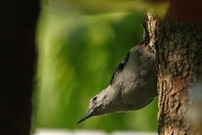 white-breasted nuthatch 022.jpg