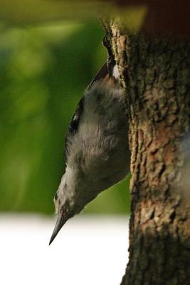 white-breasted nuthatch 023.jpg