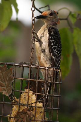red-bellied woodpecker 009.jpg