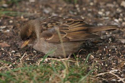 house sparrow 021.jpg