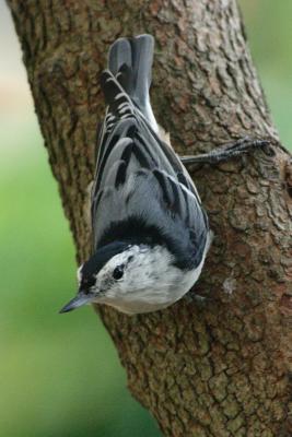 white-breasted nuthatch 024.jpg