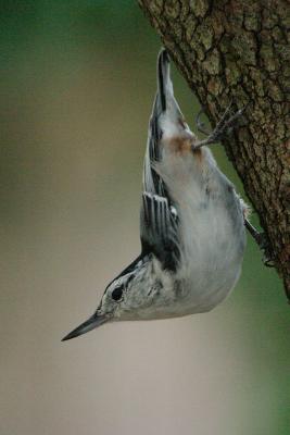 white-breasted nuthatch 025.jpg
