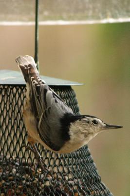 white-breasted nuthatch 026.jpg