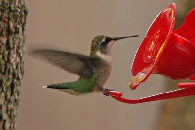 ruby-throated hummingtbird 002.jpg