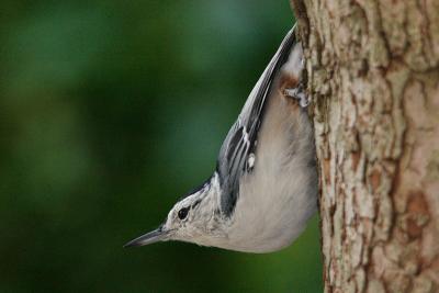 white-breasted nuthatch 027.jpg
