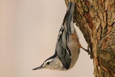 white-breasted nuthatch 028.jpg