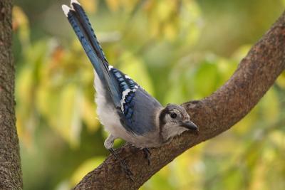 blue jay 030.jpg