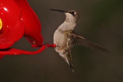ruby-throated hummingtbird 003.jpg
