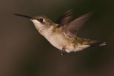 ruby-throated hummingtbird 004.jpg