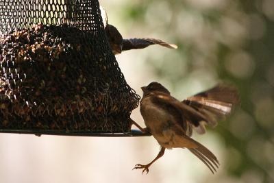 house sparrow 023.jpg