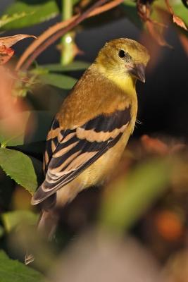 goldfinch 059.jpg