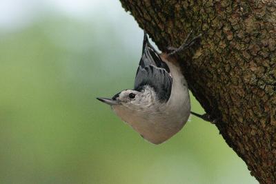 white-breasted nuthatch 029.jpg