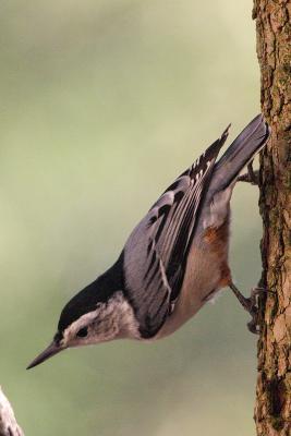 white-breasted nuthatch 030.jpg