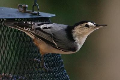 white-breasted nuthatch 031.jpg