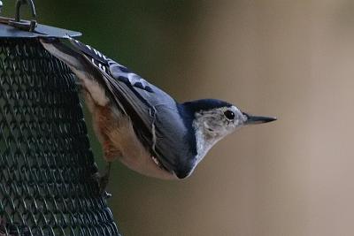 white-breasted nuthatch 032.jpg