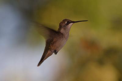 ruby-throated hummingtbird 005.jpg