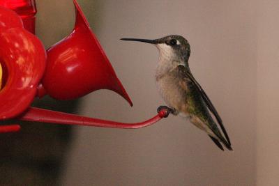 ruby-throated hummingtbird 006.jpg
