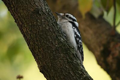 downy woodpecker 033.jpg