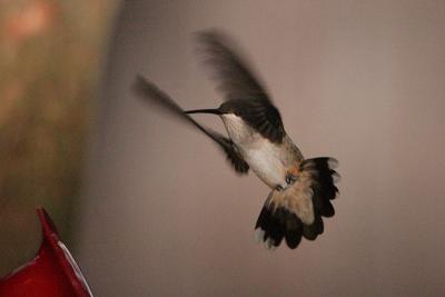 ruby-throated hummingtbird 007.jpg