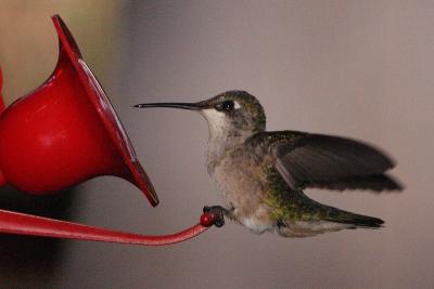 ruby-throated hummingtbird 008.jpg